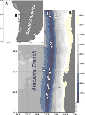 Hadal Mud Dragons: First Insight Into the Diversity of Kinorhyncha From the Atacama Trench